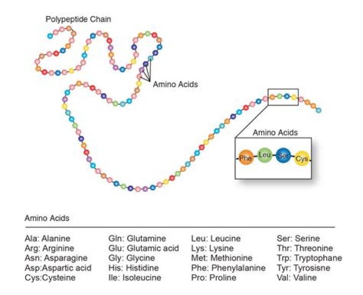 How amino acids are formed?