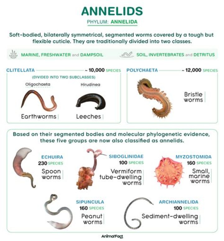 How arthropods differs from annelida?