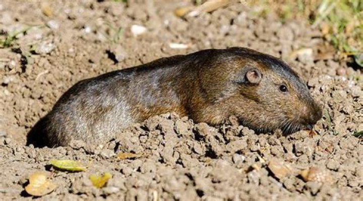 How big are gophers?