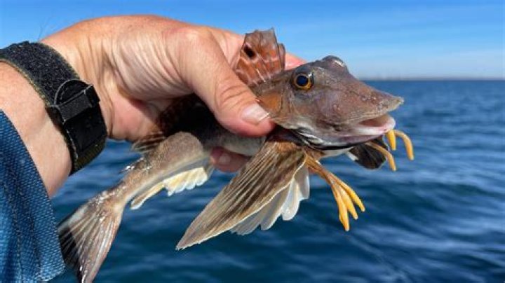 How big do sea robins get?