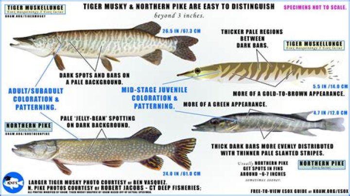 How big is a squawfish?