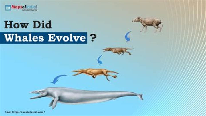 How did mysticetes evolve?