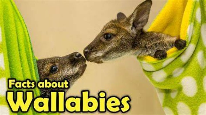 How did wallabies get to nz?