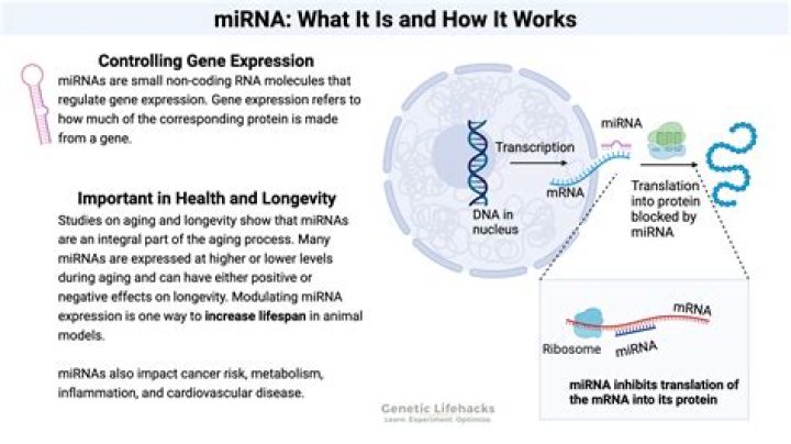How does xist control gene expression?
