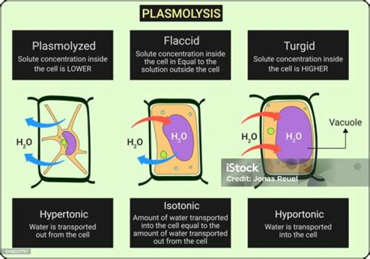 How is cytolysis different from plasmolysis?