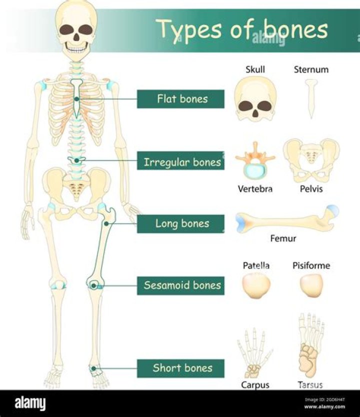 How is sutural bones formed?