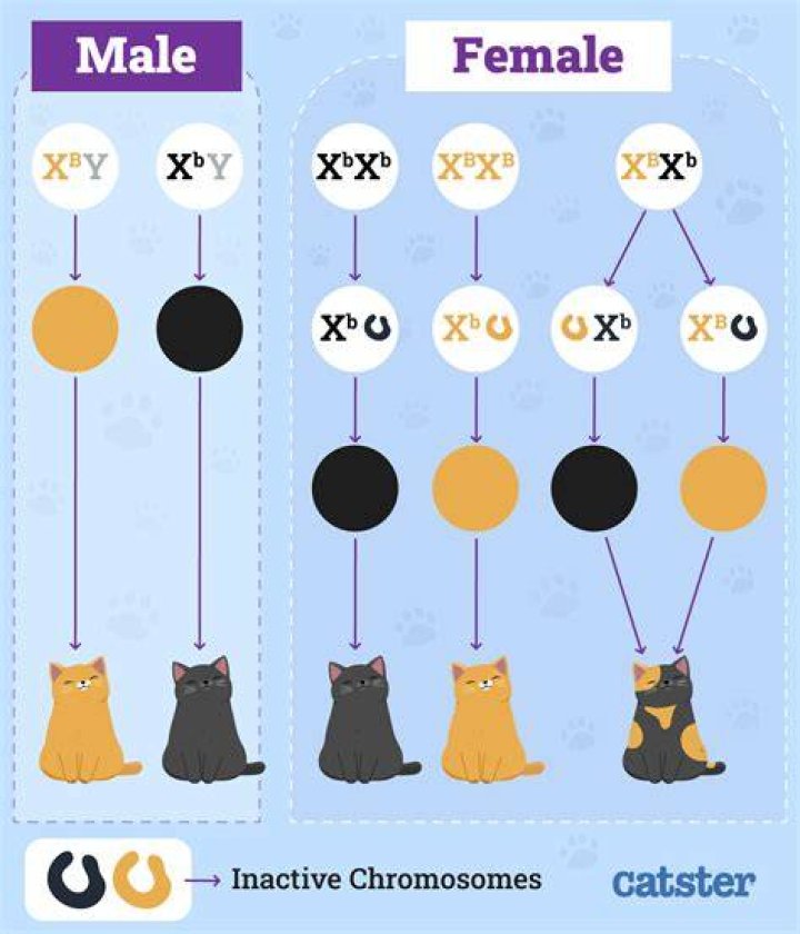 How many calicos are male?
