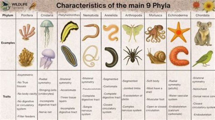 How many major phyla are there?