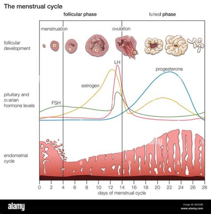 How menstrual cycle occurs?