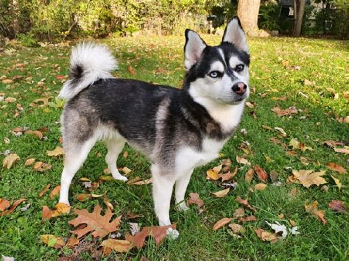 How pomskies are bred?
