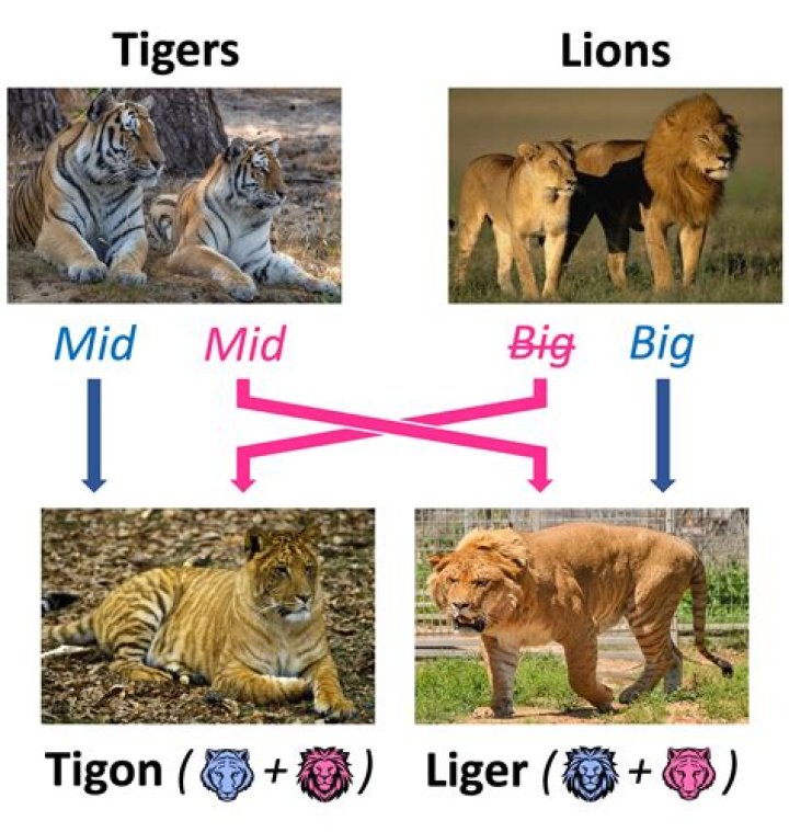 How tall are tigons?