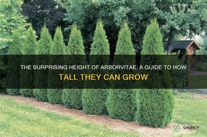 How tall do hornbeams grow?