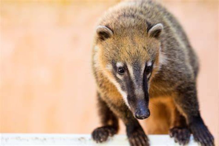 How to care for a coatimundi?