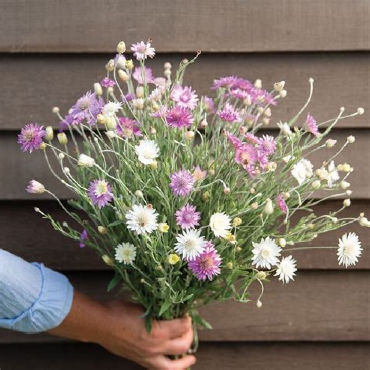 How to grow xeranthemum from seed?