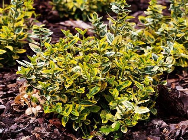 How to prune golden euonymus?