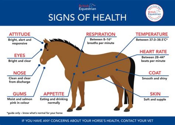 How to tell if a horse has cancer?