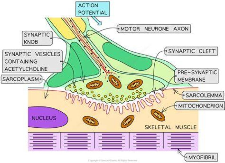 In a neuromuscular junction synaptic vesicles in the motor?