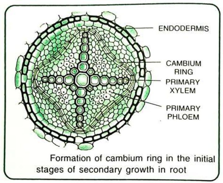 In a stratified cambium the fusiform initials are?