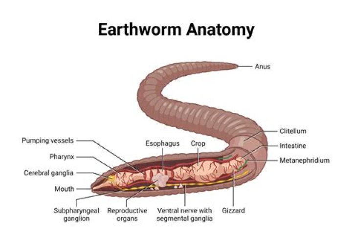 In mature earthworm segments without setae are?