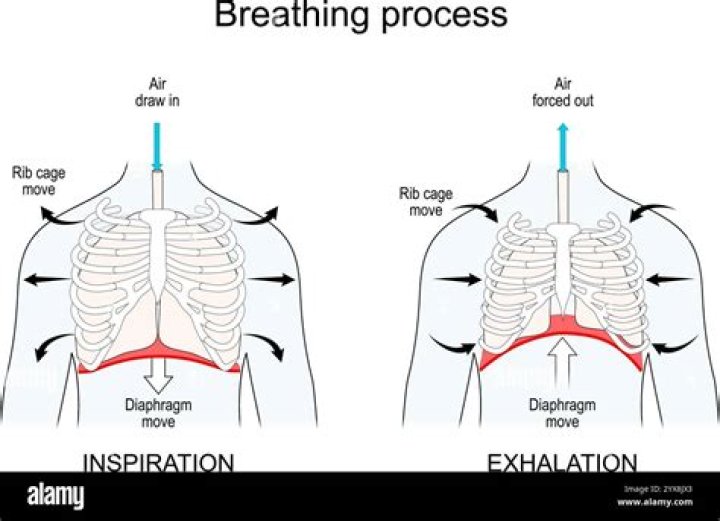 In normal exhalation the diaphragm and intercostal?