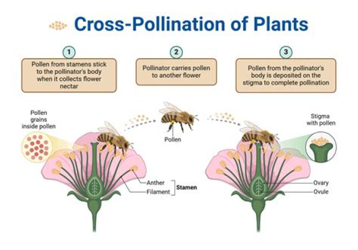 In rafflesia pollination is carried by?