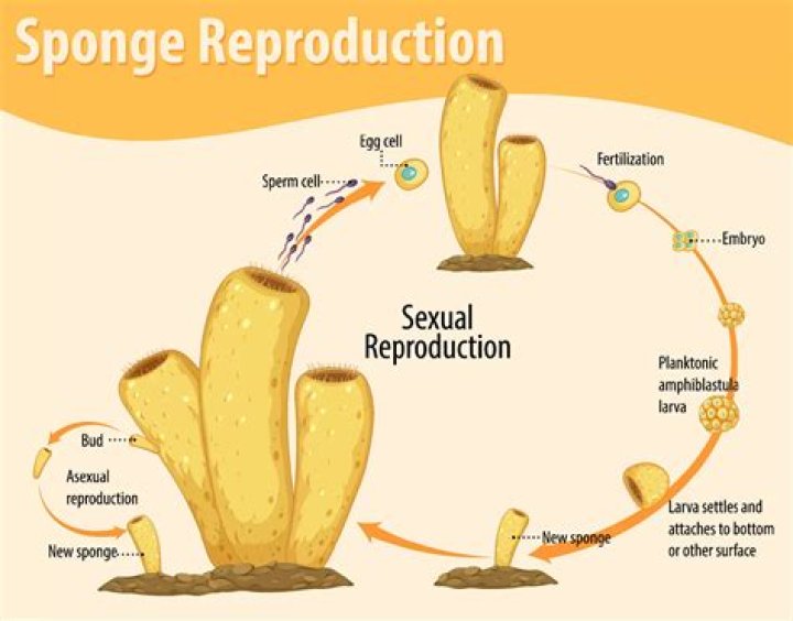 In sponges fertilization is?