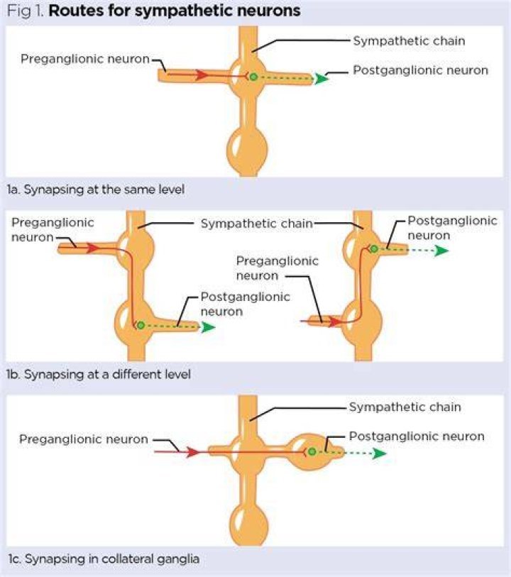 In the and the preganglionic neurons synapse with postganglionic neurons in the?
