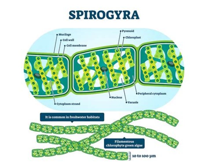 In volvox and spirogyra?