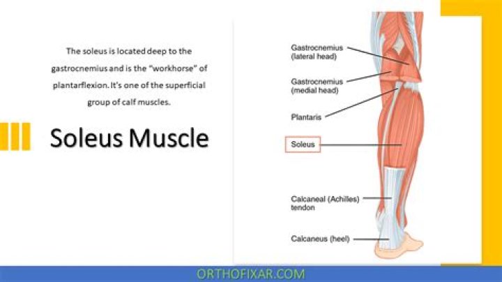In what is the soleus considered the prime mover?