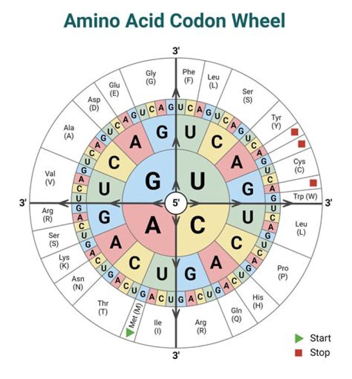 In which of the following an anticodon occurs?