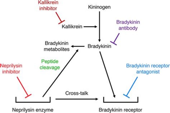 Increase in bradykinin levels?