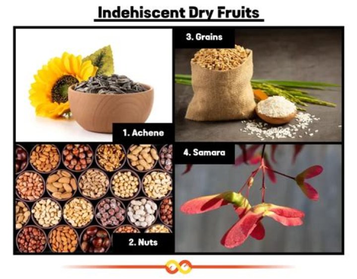 Indehiscent single seeded dry fruits are?