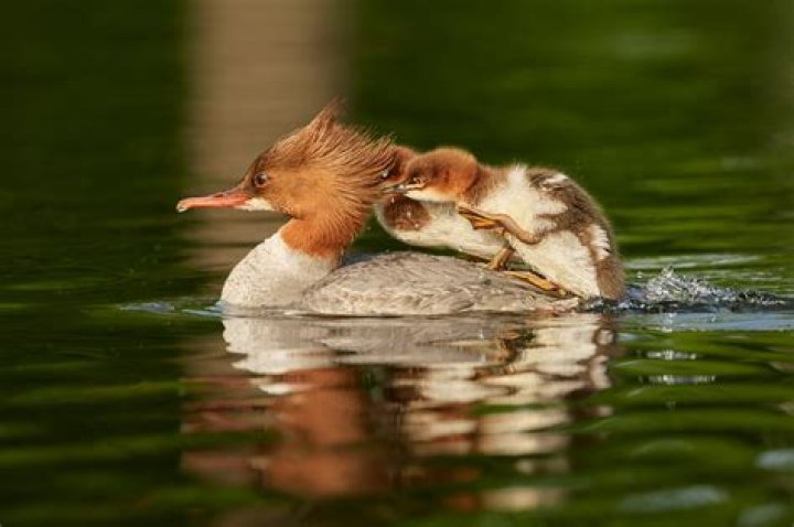Is a goosander a duck?