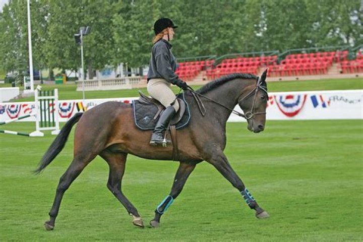 Is a standardbred horse gaited?