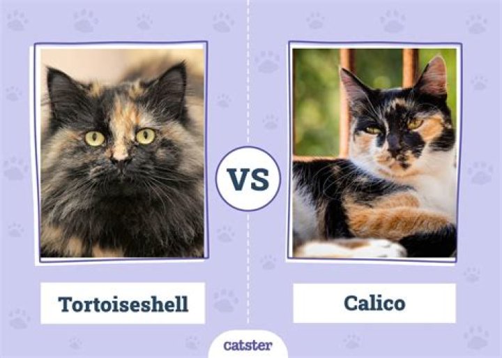 Is a tortoiseshell cat a moggy?