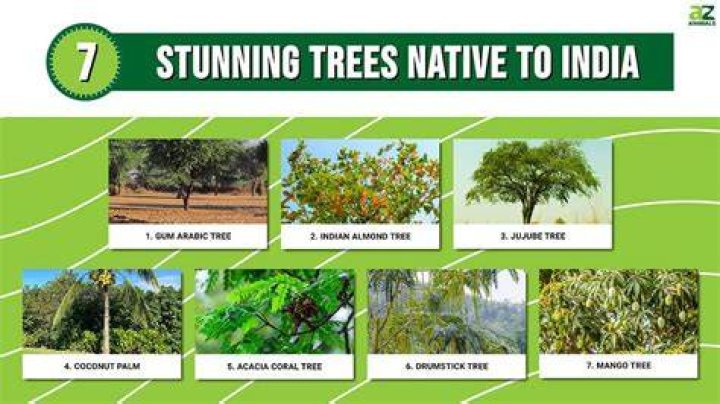 Is a valuable wood grown in the rain forest?