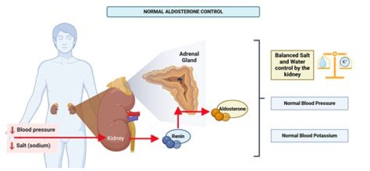 Is aldosterone water soluble?