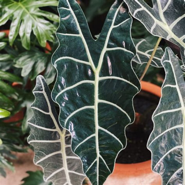 Is alocasia an indoor plant?