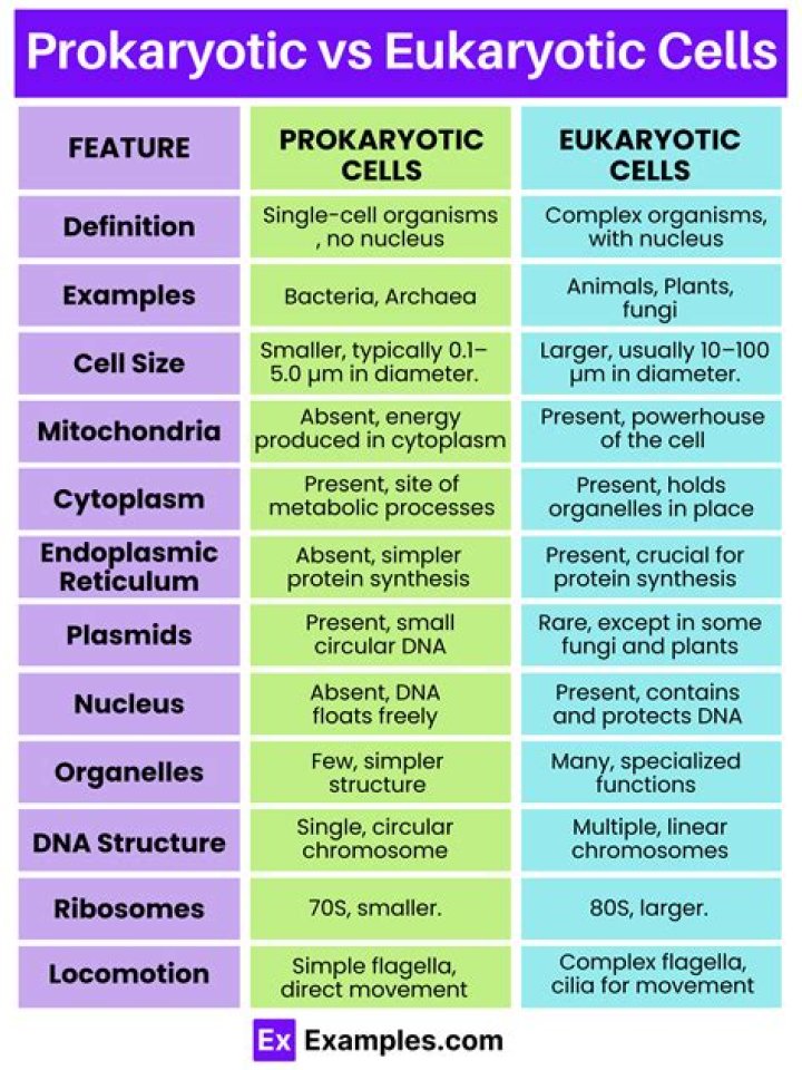 Is an gloeocapsa a prokaryote?