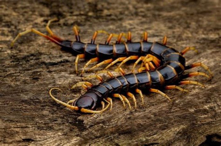 Is arthropoda the largest phylum?