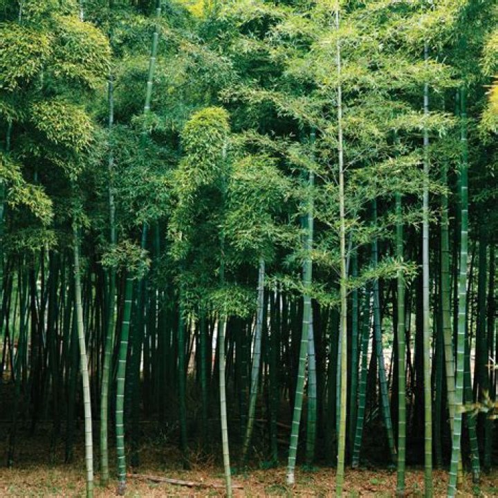 Is bamboo a tree?