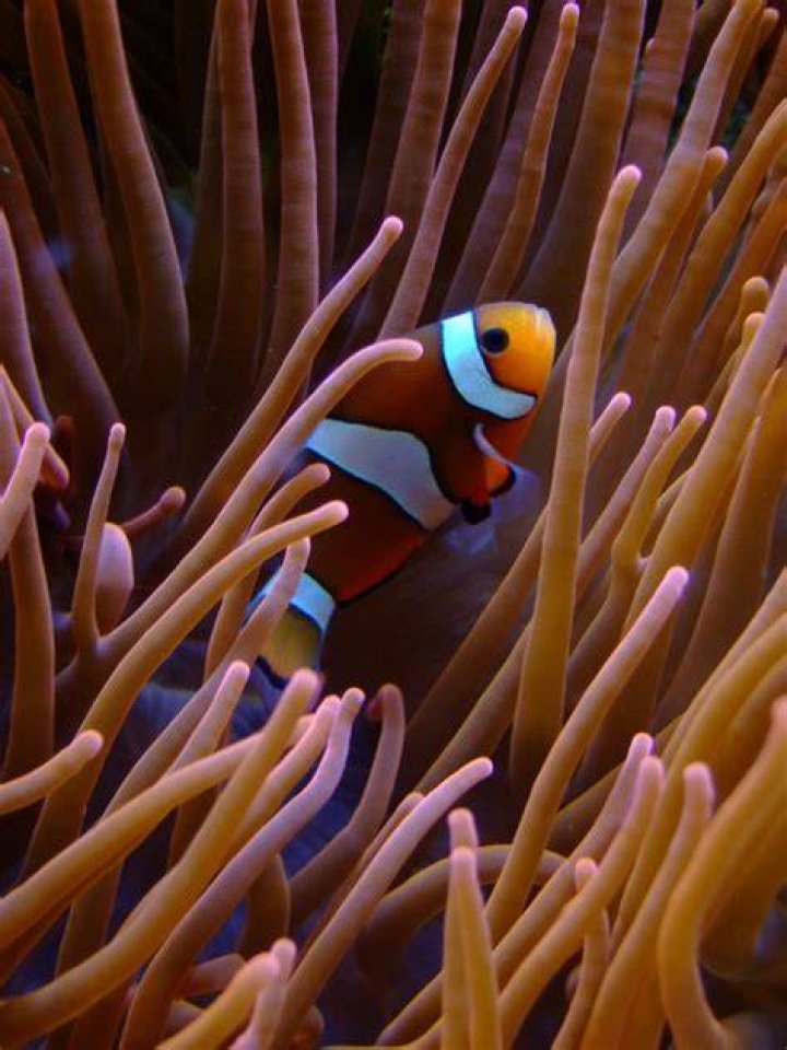 Is clownfish safe to use?