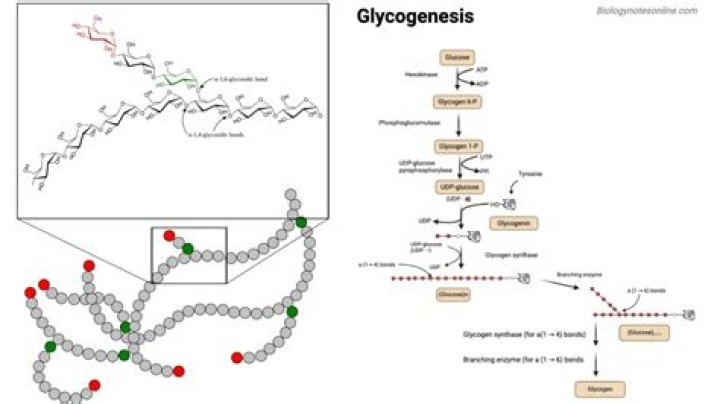 Is glycogen a word?