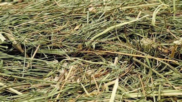 Is goat weed bad for horses?