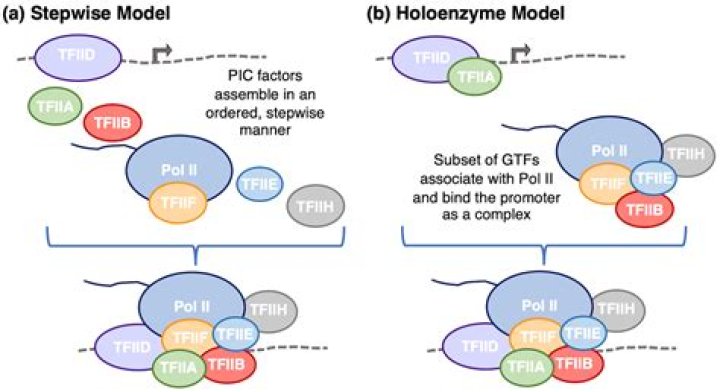 Is hexokinase a holoenzyme?