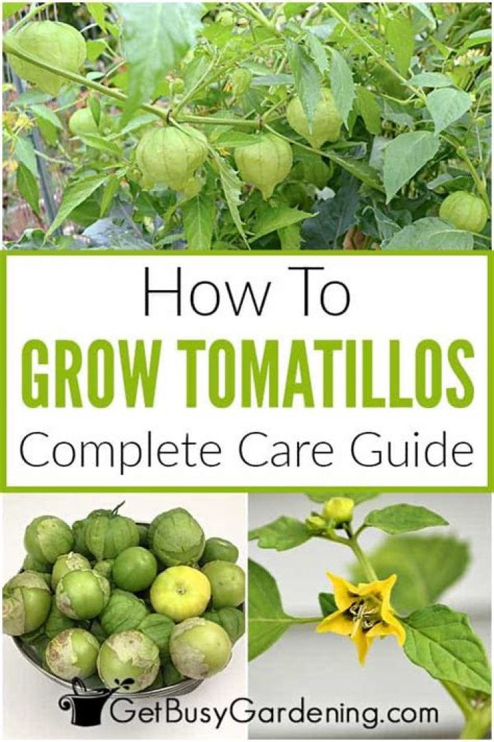 Is it hard to grow tomatillos?