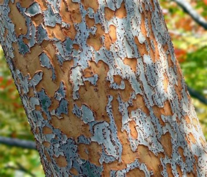 Is lacebark elm invasive?