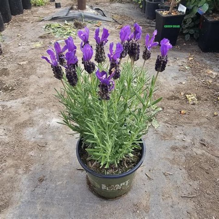 Is lavandula stoechas fragrant?