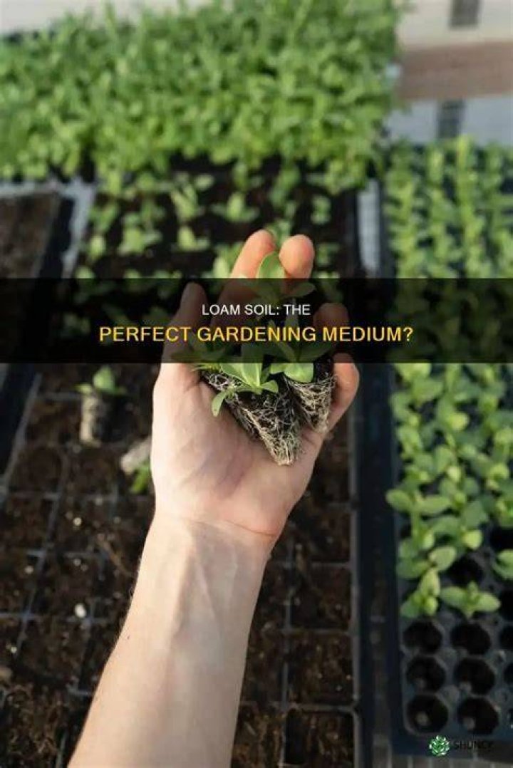 Is loam soil good for planting?