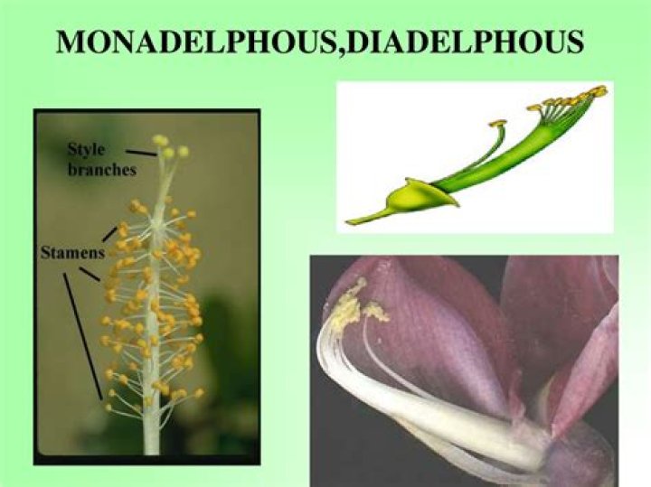 Is monadelphous a diadelphous?